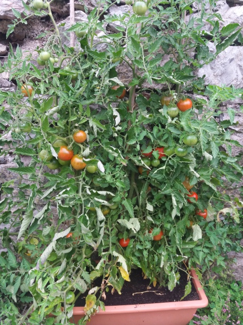 my tomatoes
